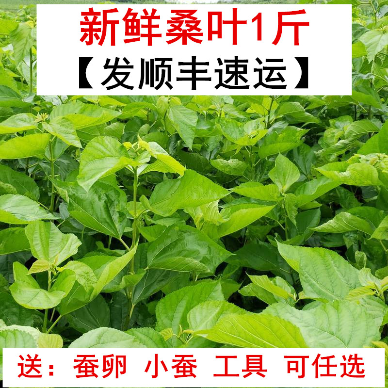 新鲜桑叶1斤蚕宝宝嫩桑叶鲜嫩桑树叶喂蚕春蚕卵小蚕活体1工具任选