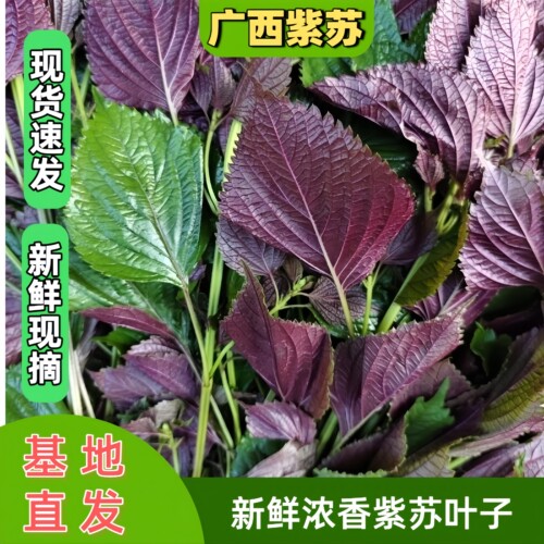 广西紫苏叶可食用带杆牛蛙海鲜