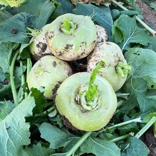 恰玛古新疆柯坪县新鲜蔬菜强碱性食品调节酸碱平衡蔓菁疙瘩特产菜