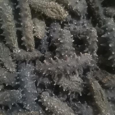 大连野生深海纯淡干海参海产干货刺参辽参250克／盒，泡发率高