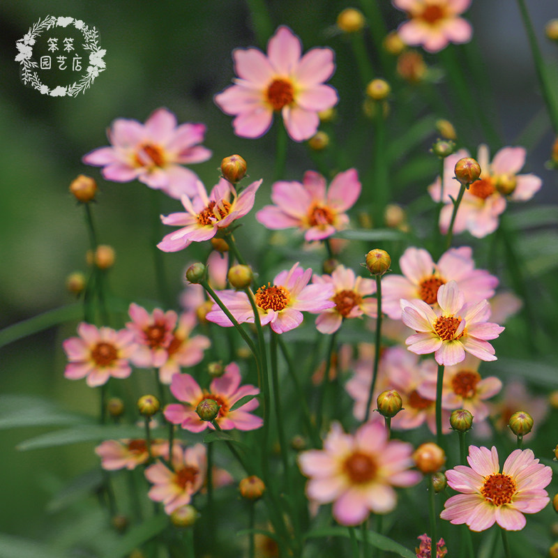 金鸡菊柠檬汁系列耐热盆栽春秋开花易养护花园阳台多年生植物