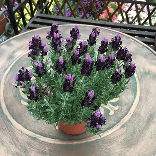 薰衣草香味阳台庭院四季带花盆栽