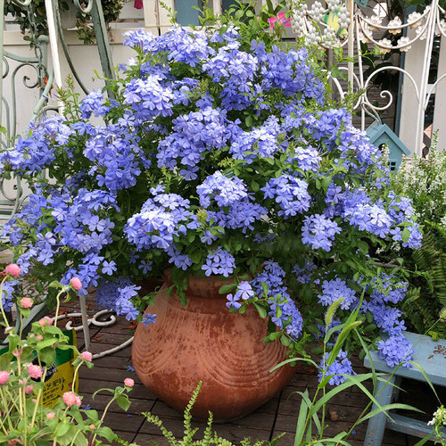 蓝雪花盆栽阳台花园爬藤棒棒糖