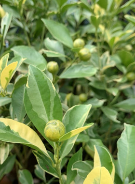 花叶柠檬青柠可食用多年生