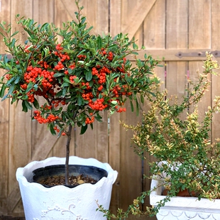 小丑火棘盆栽红色果子庭院花镜种植多年生彩叶圣诞节新年装扮花卉