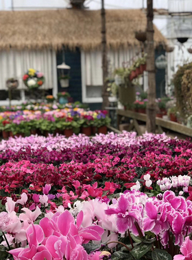 直播间铁艺孤品秒杀专拍 笨笨园艺店花园杂货 只限直播间秒到的拍