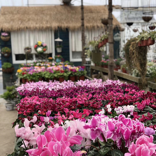 只限直播间秒到 笨笨园艺店花园杂货 拍 专拍 直播间铁艺孤品秒杀