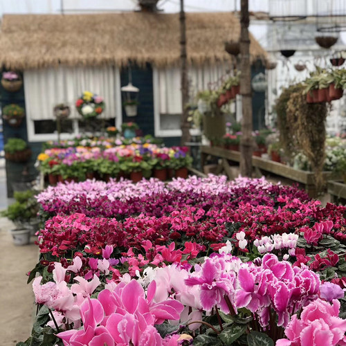 直播间铁艺孤品秒杀专拍 笨笨园艺店花园杂货 只限直播间秒到的拍