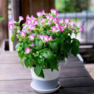 夏堇盆栽花卉夏槿夏瑾藍(lán)豬耳露天陽(yáng)臺(tái)庭院耐熱耐曬花期長(zhǎng)開(kāi)花不斷