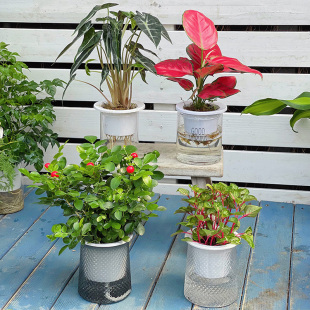 钱多多幸福树文竹天使竹芋绿萝室内水培绿植物办公桌观叶净化空气