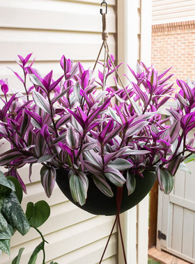 油画盆栽婚礼吊兰婚纱吊兰胭脂云紫竹梅水培室内耐阴观叶垂吊植物