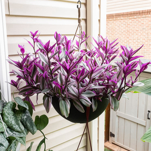 油画盆栽婚礼吊兰婚纱吊兰胭脂云紫竹梅水培室内耐阴观叶垂吊植物