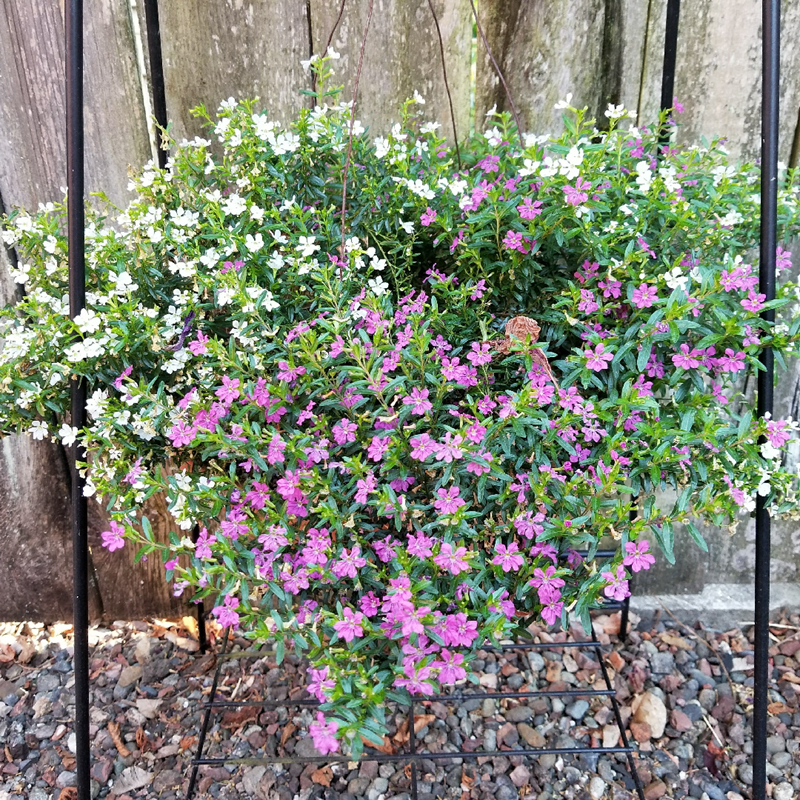 满天星露天四季开花孔雀花萼距花