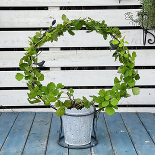 金叶茅莓 阳光飞溅爬藤树莓覆盆子黑红加仑灯笼果可食用浆果盆栽