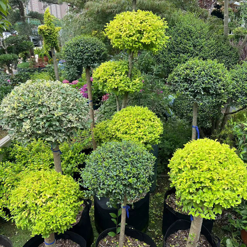 亮晶女贞庭院花园棒棒糖植物花境