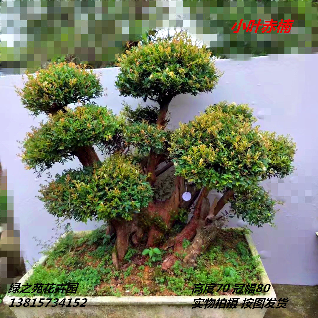 中大型小叶赤楠盆景树桩实物 四季常青树根好 小叶赤南庭院摆放