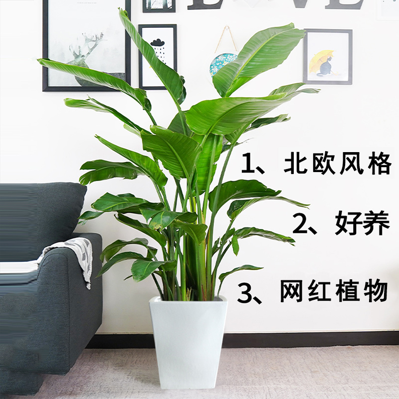 大型观叶盆栽鹤望兰网红天堂鸟大