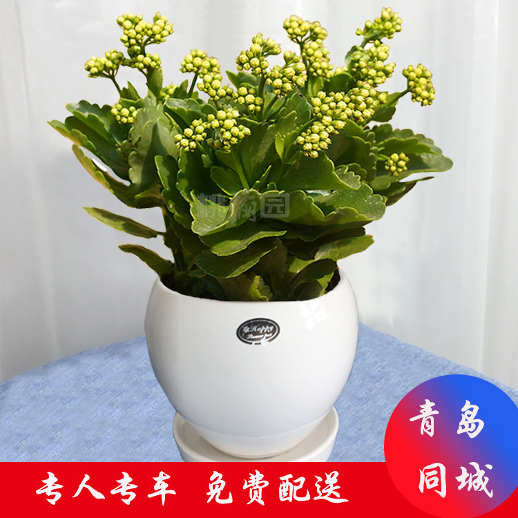 长寿花盆栽绿植物办公室桌面花卉室内阳台喜光好养促销