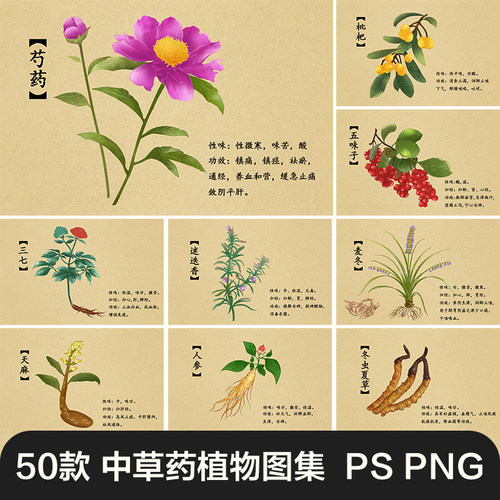 手绘常见中草药草本植物中药简介科普插画psd中医海报插图片素材