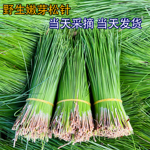 天然野生新鲜松针嫩芽马尾松针纯松叶蒸包子松叶泡茶泡做酵素材料