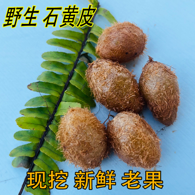 现采纯野生石黄皮化狗儿马骝卵肾蕨果新鲜石黄皮中药材精选优大果