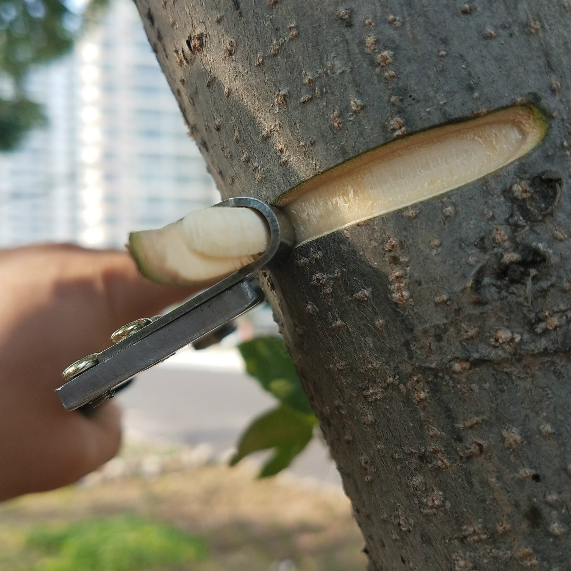 Fruit tree Jujube grape Apple Jujube Adjustment ringin the Hardware/Tool , Hand Tools , Holding Tools , Stripper  category - from Buy2taobao.com to provide professional Taobao agent buy service