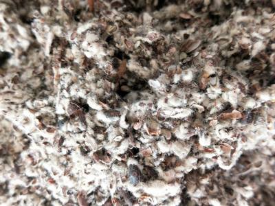 棉籽壳食用菌栽培原料种植