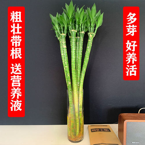 水培植物带根桌面开运龙竹