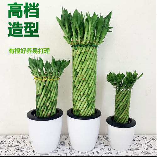 好养水培植物客厅四季常青转运竹