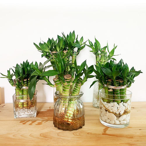 龙竹室内吸甲醛基地价