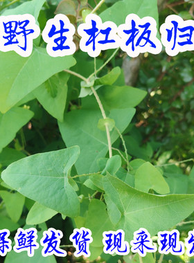 天然野生新鲜杠板归现采中草药