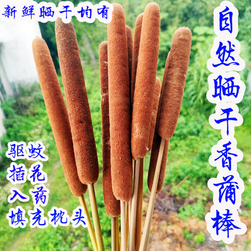天然香蒲棒香蒲苗蒲棒毛蜡烛