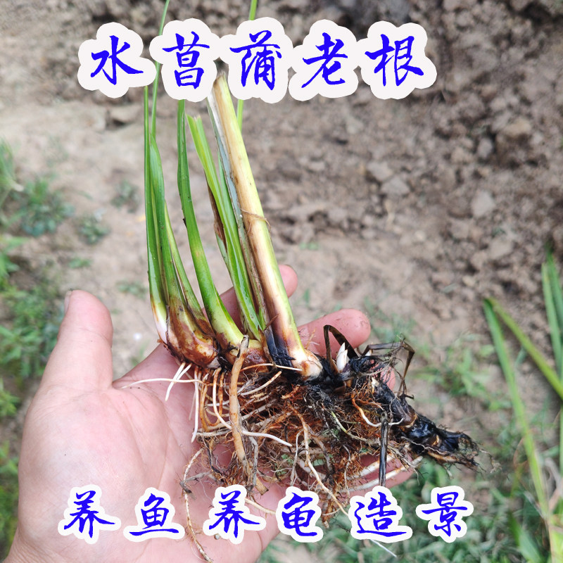 野生水菖蒲龙根老根水剑草水菖蒲