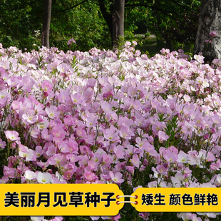 花卉美丽月见草月见草种子草种子夜来香种子多年生驱蚊草阳台盆栽