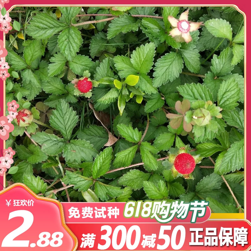 夏季蛇莓种子多年生地被植物