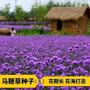 柳叶马鞭草种子多年生春播室外花四季易活耐热花种子庭院耐寒花草