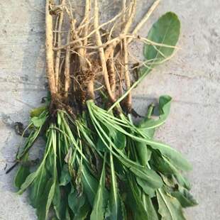 阳台盆栽板蓝根种苗菘蓝中药材种苗大青叶植物苗中草药板蓝根根苗