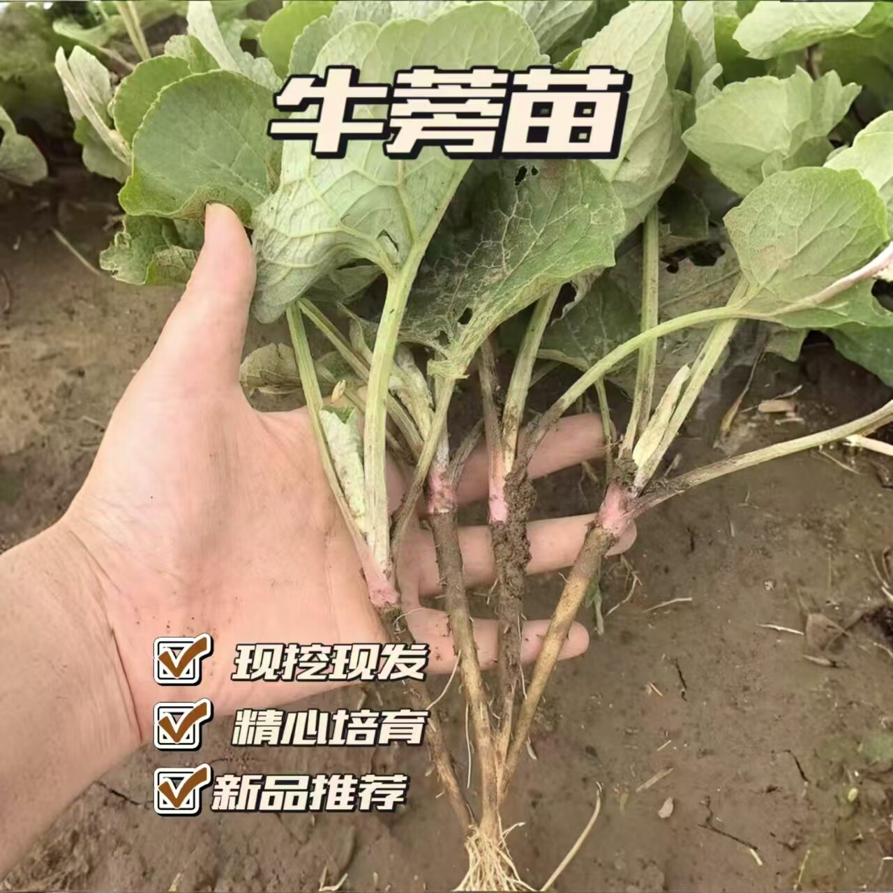 牛蒡种苗新鲜现挖牛蒡四季种植苗牛蒡种籽板蓝根苗地肤子苗当归苗