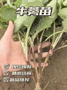 牛蒡种苗新鲜现挖牛蒡四季种植苗牛蒡种籽板蓝根苗地肤子苗当归苗