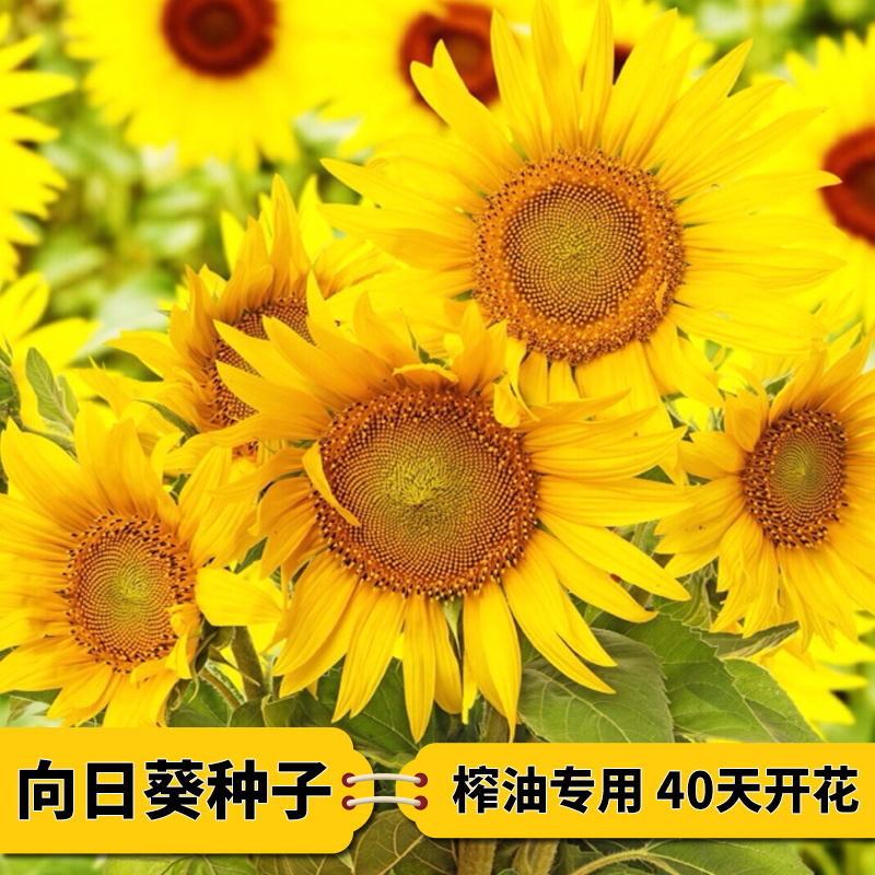 向日葵种子观赏食用切花向日葵花种籽葵花籽油葵矮秆室内外盆栽孑