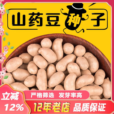 2025年当季现摘山药豆种子新鲜山药豆蔬菜种球批发农家自种太划算