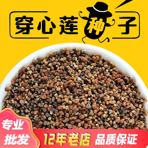 新鲜药用穿心莲种子中草药苦胆草种籽嫩叶可泡茶入药家庭园艺种子