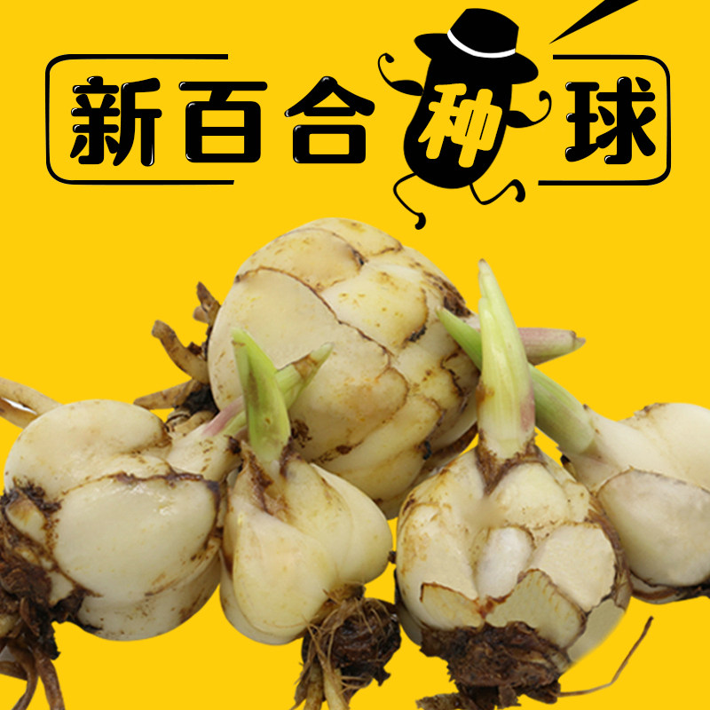 食用兰州百合种球甜百合种球百合花种球种子母子室内庭院大田种植图片