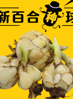 食用兰州百合种球甜百合种球百合花种球种子母子室内庭院大田种植