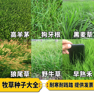 草坪种子草籽四季常青黑麦草免修剪护坡三叶草狗牙根绿化矮生大全