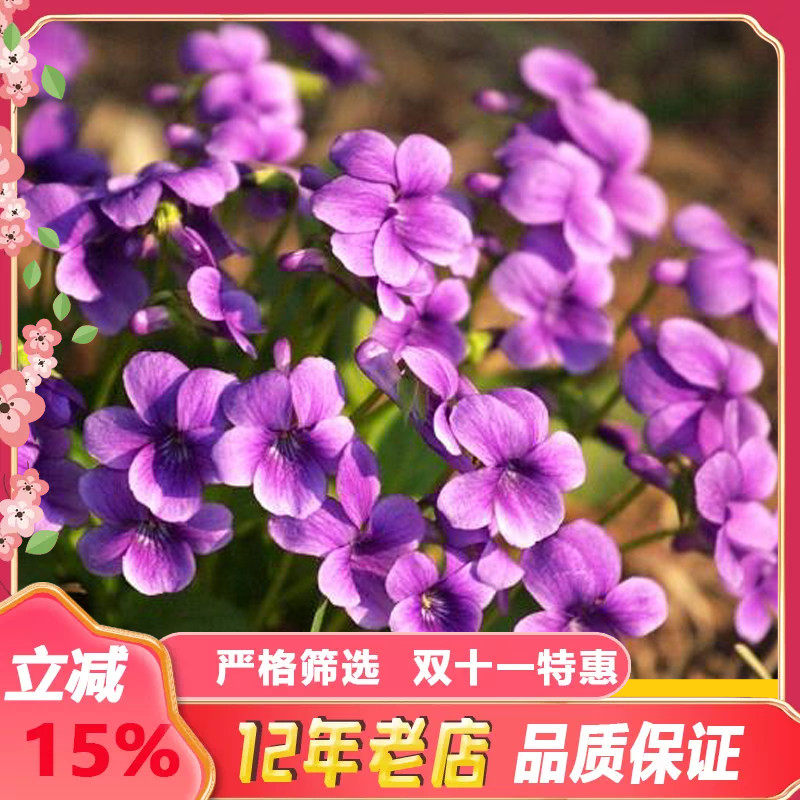 中药材种子紫花地丁种籽纯新可林下间作冬季间作景观绿化耐阴包邮