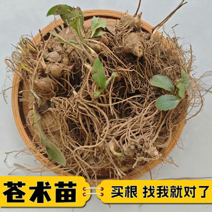 苍术苗新鲜中药材带砂点苍术种子种苗北苍术苗庭院易种活苍术种苗