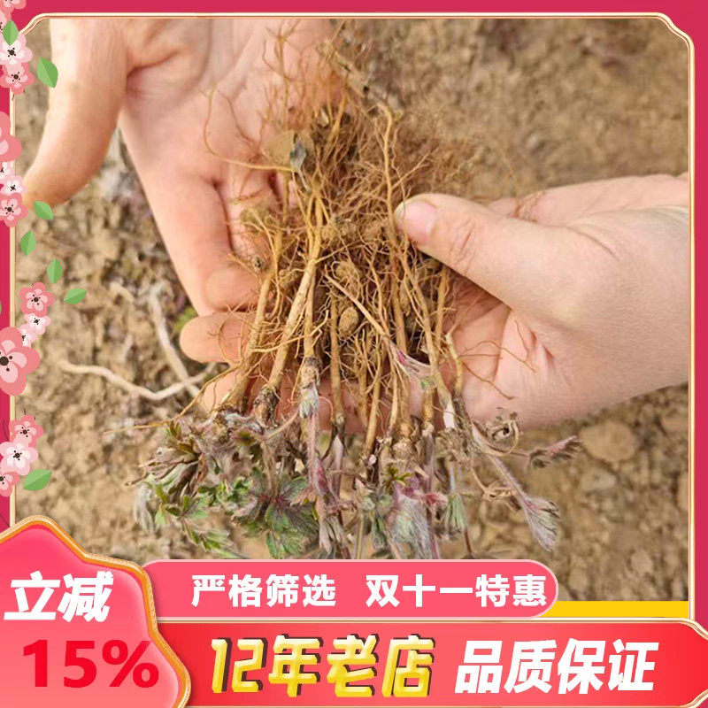 白头翁花苗盆栽中药材种子整颗带根老姑草观赏花卉庭院阳台种植