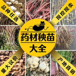 中草药苗大全百草园种苗天门冬苗金银花枸杞树苗黄精玉竹艾叶百合