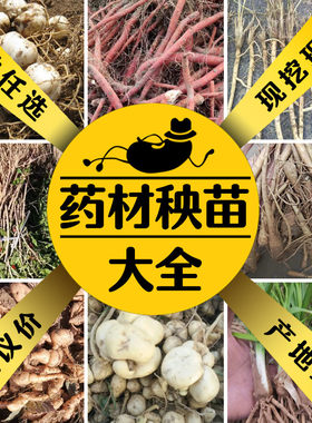 中草药苗大全百草园种苗天门冬苗金银花枸杞树苗黄精玉竹艾叶百合
